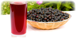 black currant juice concentrate suppliers
