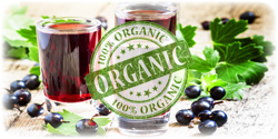 organic black currant juice concentrate